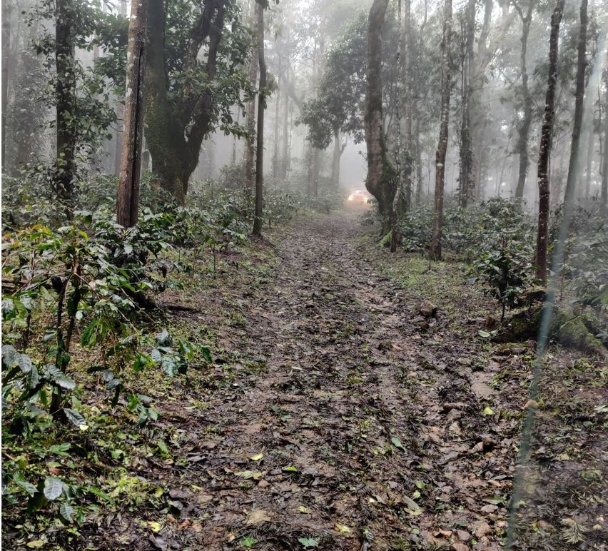 Drive through the plantation continued