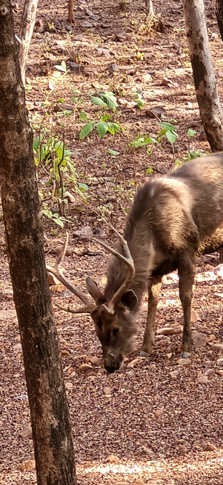 An adult male Sambar grazing on dry leaves and fallen seeds&mldr;
