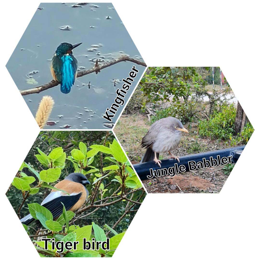 Residents birds of Ranthambhore.