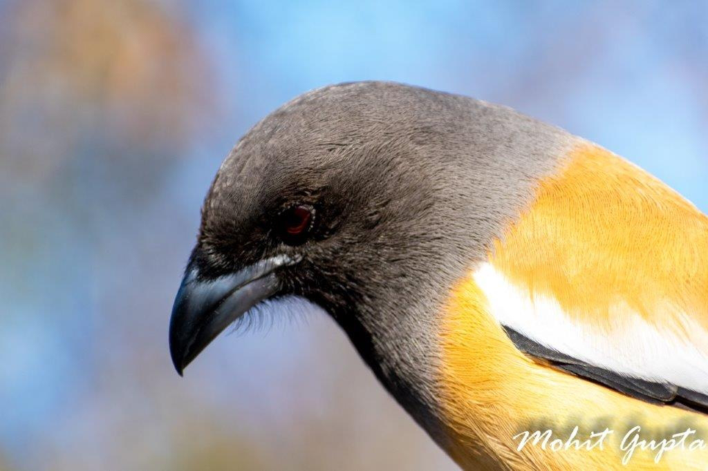Rufous Treepie, commonly known as Tigerbird, in two different shades of light.