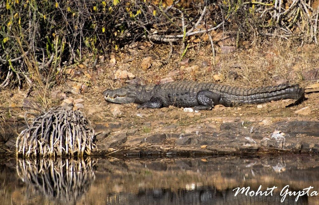 An adult Crocodile besides the lake taking energy from Sunlight