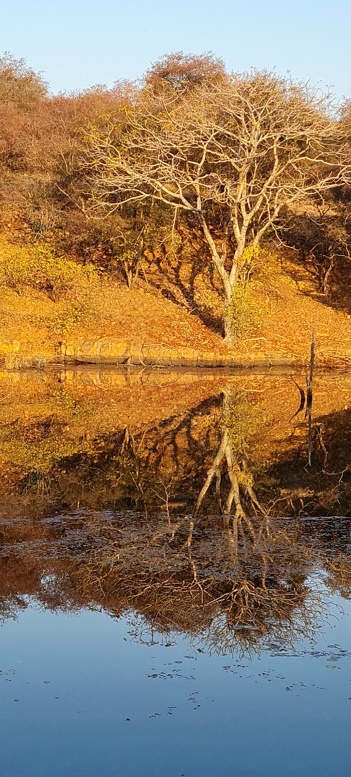 Capturing a contrasting reflection of a dried tree on Malik Lake in the early morning sunlight