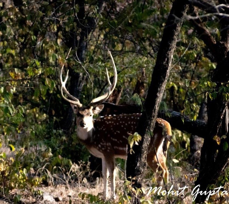 An adult male Spotted Deer got attracted to its visitors