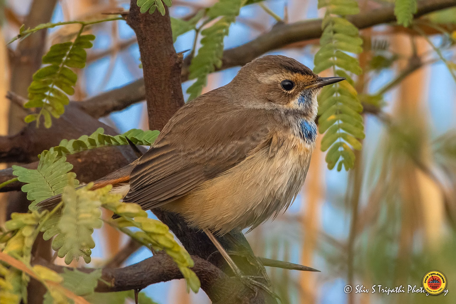 DNCR's Bird-watching Trail at Mandhoti Wetlands