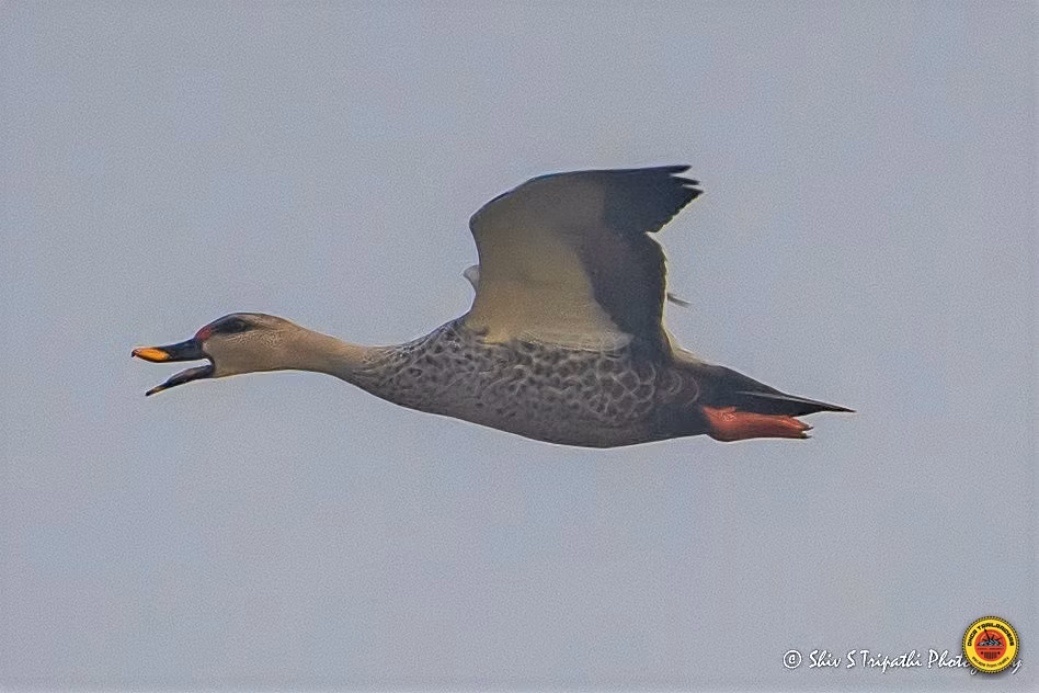 DNCR's Bird-watching Trail at Mandhoti Wetlands