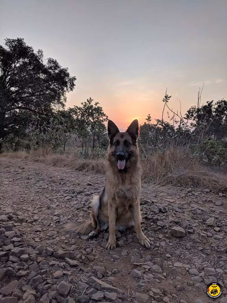 Western Wanderers' Night Drive
