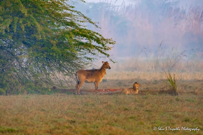 DNCR Mandhoti Bird Watching Trail