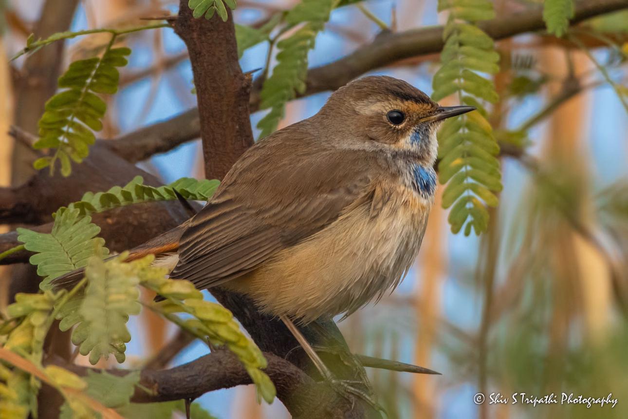 DNCR Mandhoti Bird Watching Trail