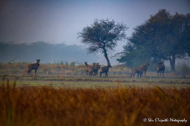 DNCR Mandhoti Bird Watching Trail