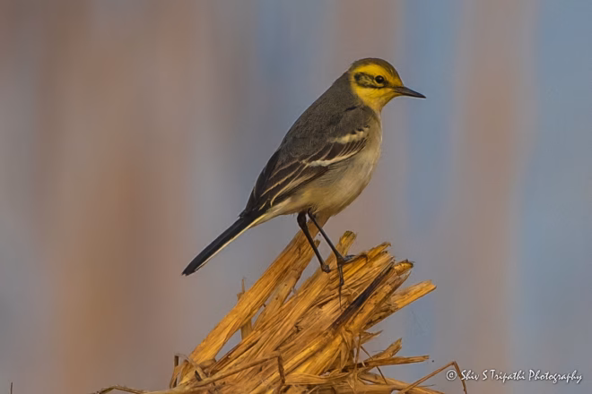 DNCR Mandhoti Bird Watching Trail