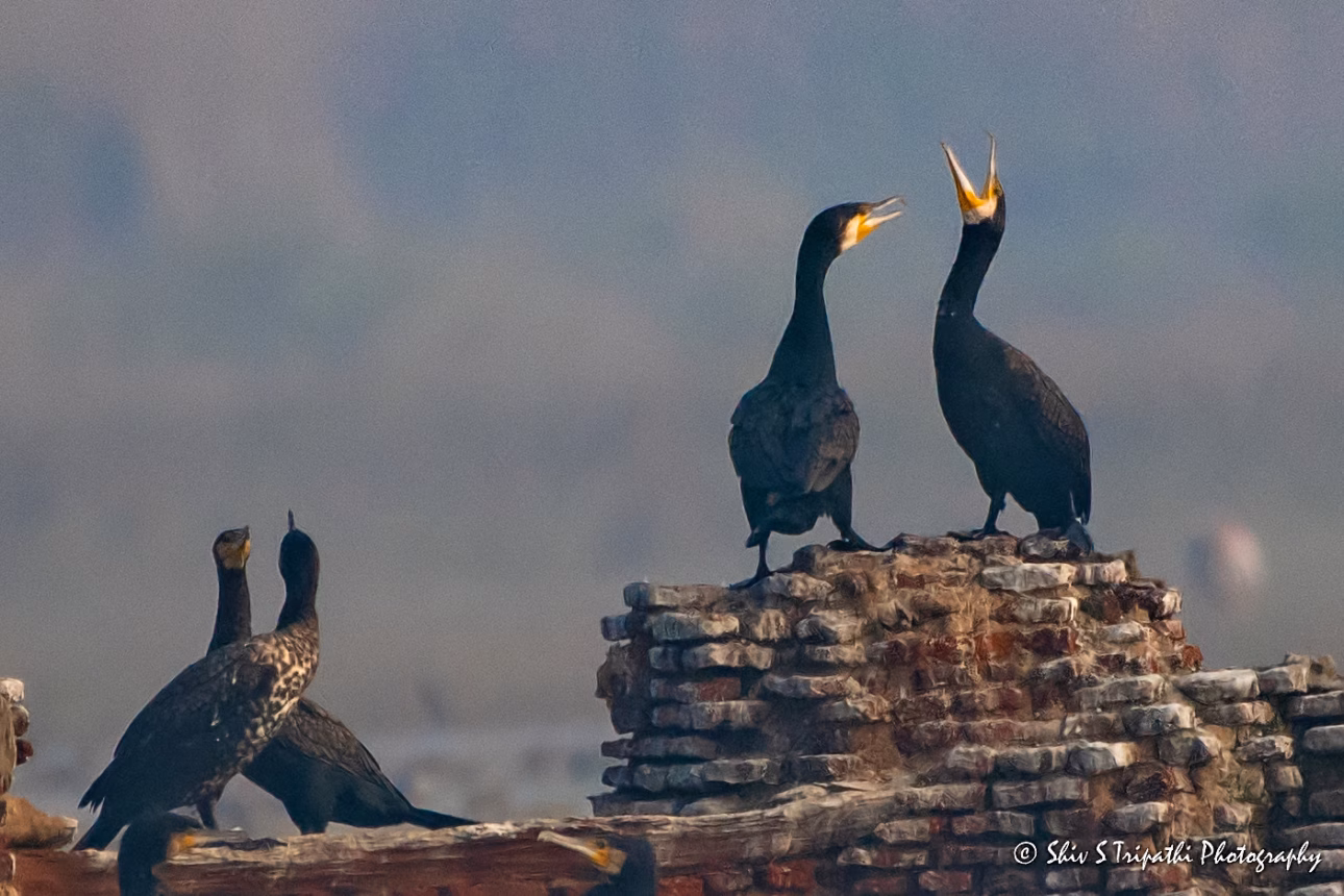 DNCR Mandhoti Bird Watching Trail