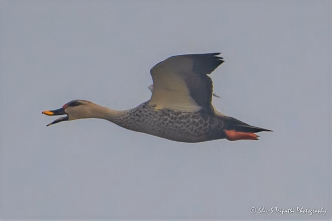 DNCR Mandhoti Bird Watching Trail