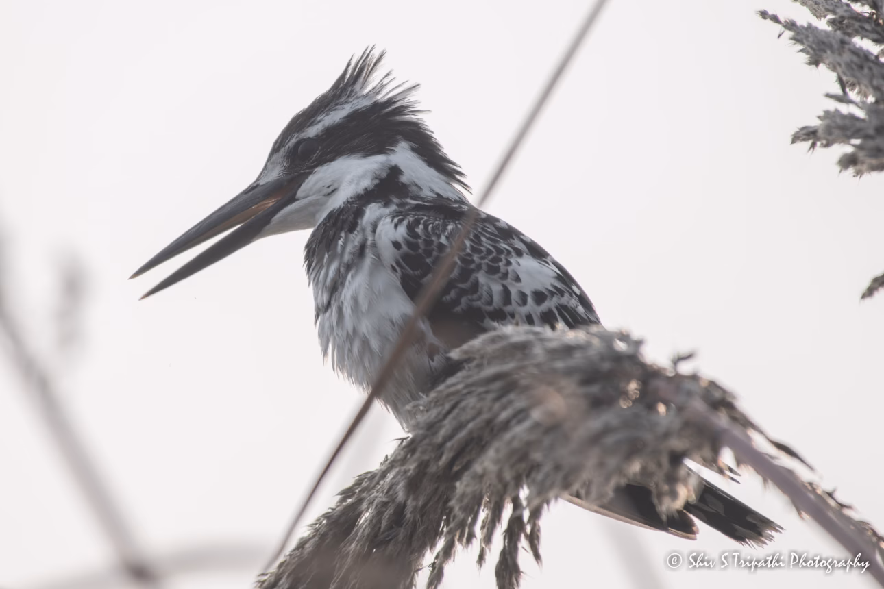DNCR Mandhoti Bird Watching Trail
