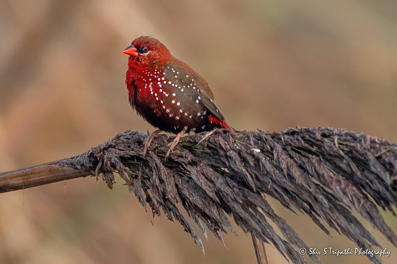 DNCR Mandhoti Bird Watching Trail